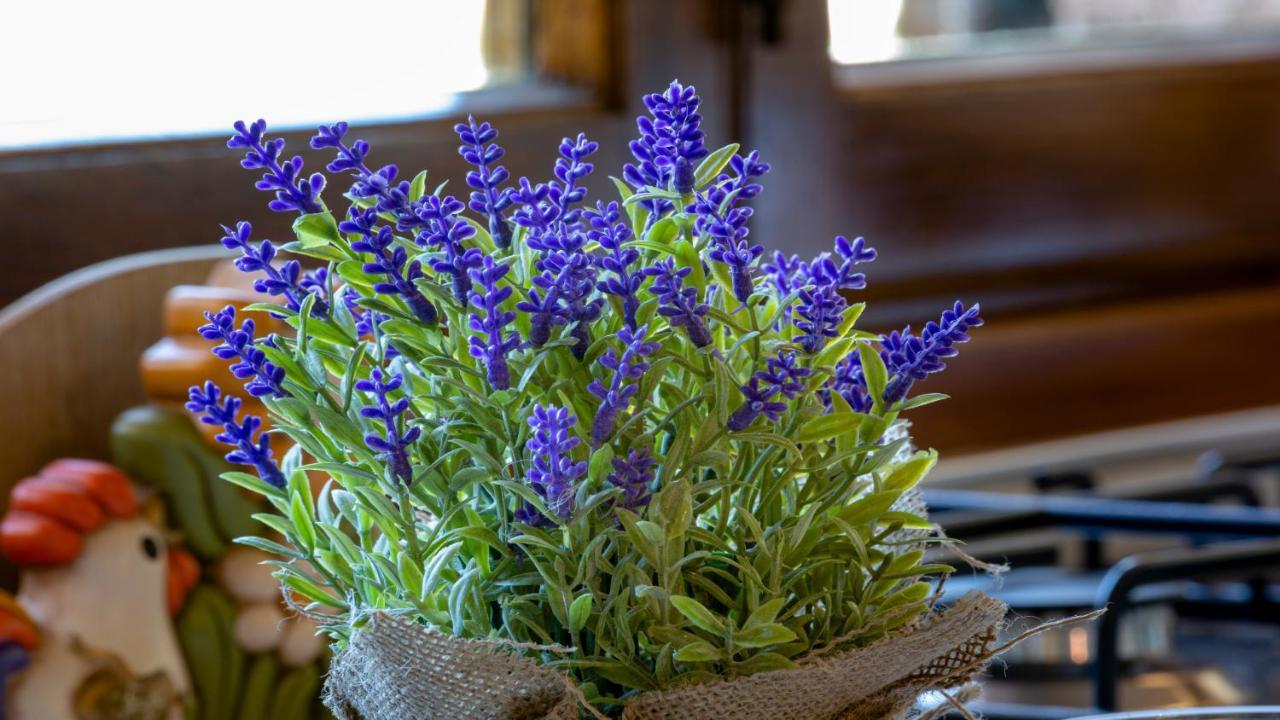 Il Cottage Di Patrizia Lucca Dış mekan fotoğraf